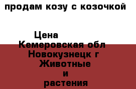 продам козу с козочкой › Цена ­ 10 000 - Кемеровская обл., Новокузнецк г. Животные и растения » Другие животные   